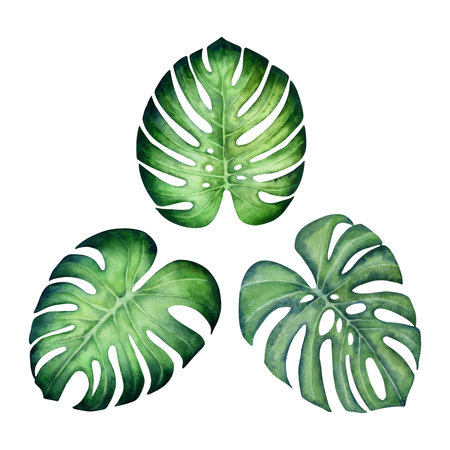 Watercolor monstera leaves set without stem isolated on a white background.の写真素材
