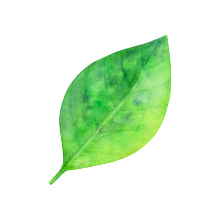 Watercolor fresh green leaf illustration closeup isolated on a white background.の写真素材