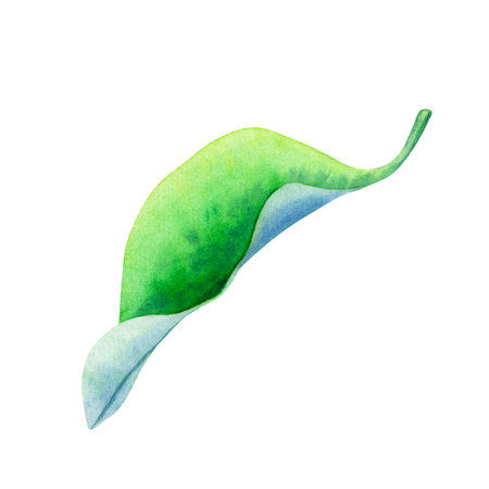 Hand drawn green curved leaf isolated on a white background.の写真素材