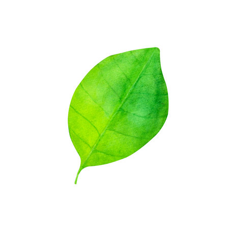 Hand drawn watercolor fresh green leaf illustration closeup isolated on a white background.の写真素材