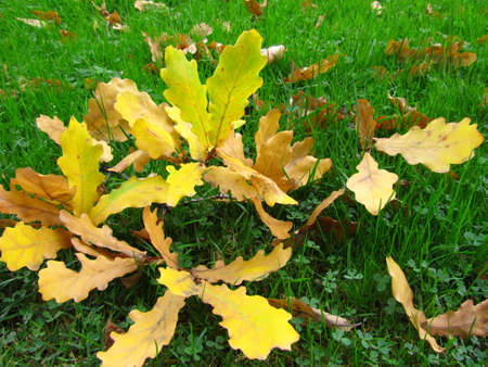 Oak leaf on a grassの写真素材