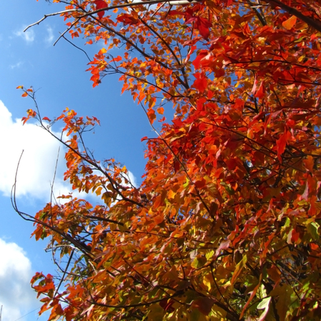 Autumn red tree and sky  Colourful Beautiful の写真素材