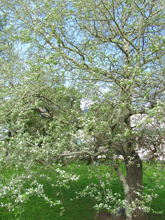 Landscape with silver poplar. Spring season.の写真素材
