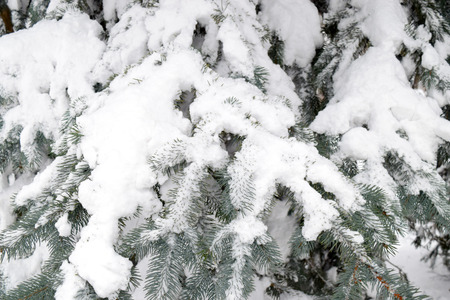 Snowy firの写真素材