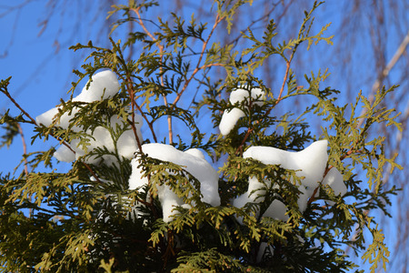 Snowy tree and skyの写真素材