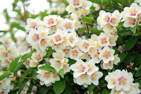 Mock-orange jasmin flowersの写真素材