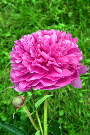 Peony flowerの写真素材