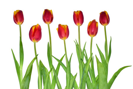 Tulip flowers isolated on white backgroundの写真素材