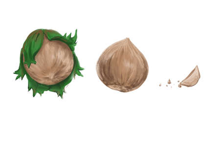 ripe deliciously useful hazelnuts in the process of consumption illustration artの写真素材
