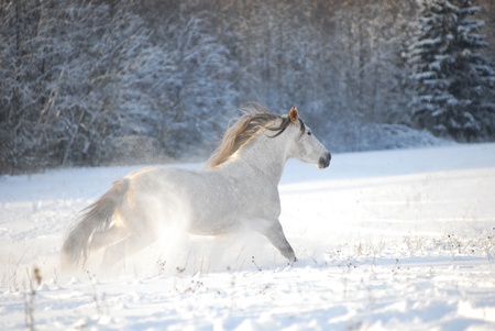 Grey andalusian horse through gallops the snowの写真素材
