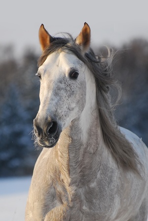 Portrait grey andalusian horseの写真素材