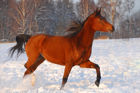 Proud red arabian horse on a snow-covered field in sunset lightの写真素材
