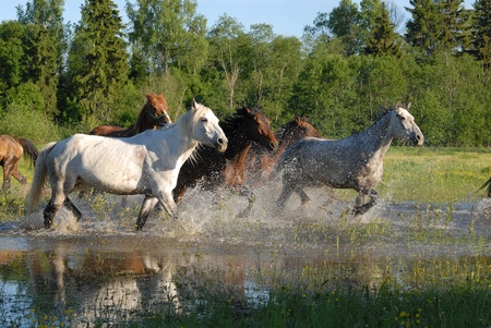 Flock of horses in splashes の写真素材