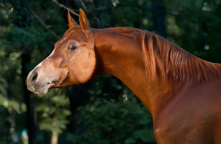 Red arabian horse portrait in darkgreen