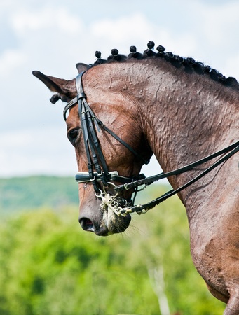 Beautiful sport dressage horse  Horse and rider ready to compete の写真素材