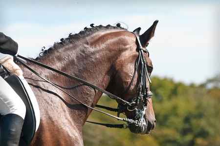 Beautiful sport dressage horse  Horse and rider ready to compete の写真素材