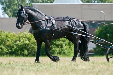 Black friesian horse carriage driving trotting on the meadowの写真素材