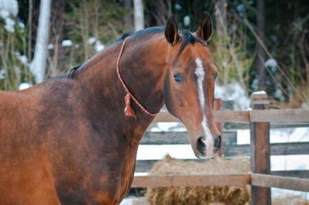 Bay akhal-teke horse portrait on winter s paddock ranchの写真素材