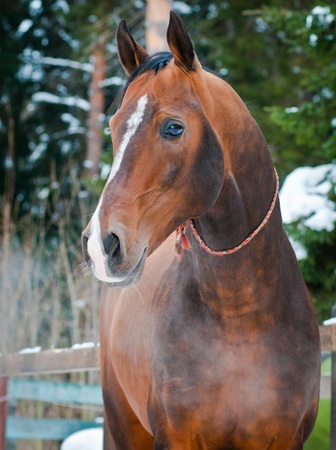 Bay akhal-teke horse portrait on winter s paddock ranchの写真素材