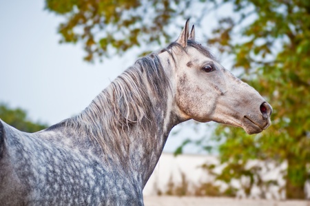 Horizontal portrait gray trotter horse on paddoñkの写真素材