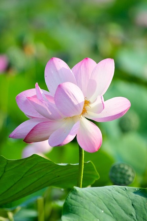 Komarov lotus relict Tertiary species can be found in the Primorsky Krai, Russia  According to Hinduism the lotus is the foremost symbol of beauty prosperity and fertilityの写真素材