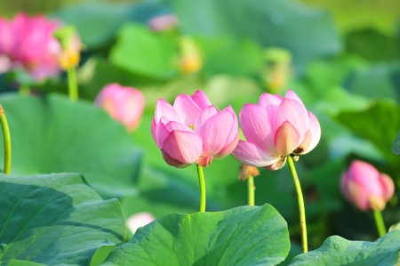 Komarov lotus relict Tertiary species can be found in the Primorsky Krai, Russia  According to Hinduism the lotus is the foremost symbol of beauty prosperity and fertilityの写真素材