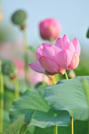 Komarov lotus relict Tertiary species can be found in the Primorsky Krai, Russia  According to Hinduism the lotus is the foremost symbol of beauty prosperity and fertilityの写真素材