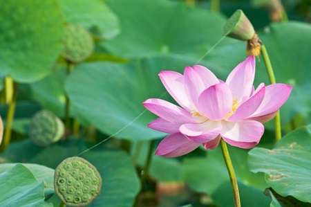 Komarov lotus relict Tertiary species can be found in the Primorsky Krai, Russia  According to Hinduism the lotus is the foremost symbol of beauty prosperity and fertilityの写真素材
