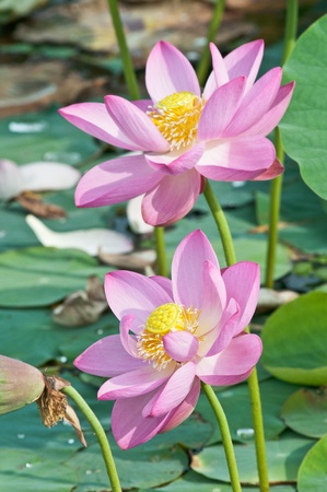 Komarov lotus relict Tertiary species can be found in the Primorsky Krai, Russia  According to Hinduism the lotus is the foremost symbol of beauty prosperity and fertilityの写真素材