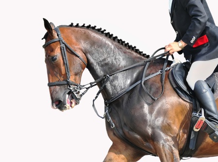 rider and jumping bay horse isolated on white backgroundの写真素材