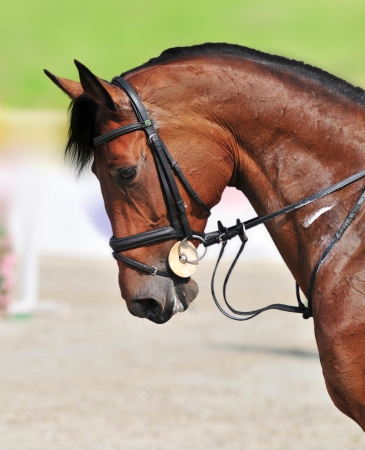 A close-up of beautiful jumping bay horse during the show jumping test  の写真素材