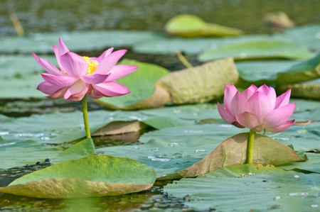 Komarov lotus relict Tertiary species can be found in the Primorsky Krai, Russia  According to Hinduism the lotus is the foremost symbol of beauty prosperity and fertilityの写真素材