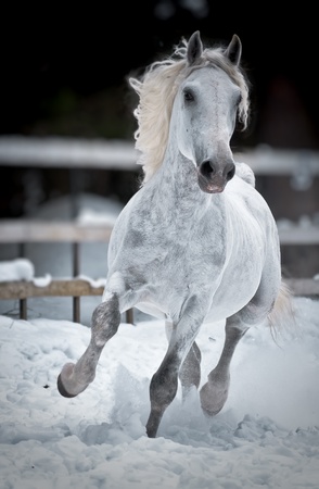 White horse runs gallop in winter frontの写真素材