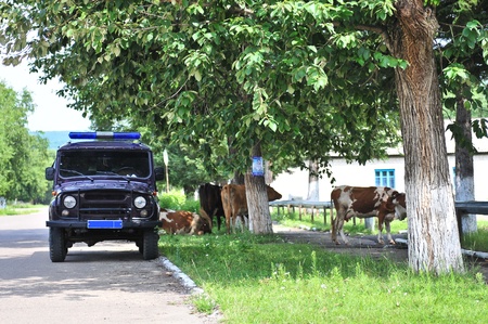 Traditional russian rural police car and cow on street villageの写真素材