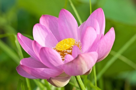 Komarov lotus relict Tertiary species can be found in the Primorsky Krai, Russia  According to Hinduism the lotus is the foremost symbol of beauty prosperity and fertilityの写真素材