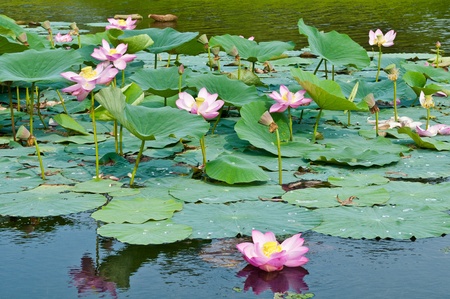 Komarov lotus relict Tertiary species can be found in the Primorsky Krai, Russia  According to Hinduism the lotus is the foremost symbol of beauty prosperity and fertilityの写真素材