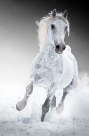 White horse runs gallop in winter frontの写真素材