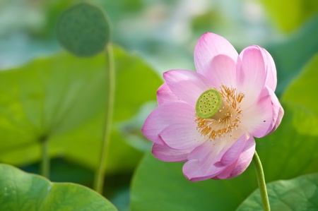Komarov lotus relict Tertiary species can be found in the Primorsky Krai, Russia  According to Hinduism the lotus is the foremost symbol of beauty prosperity and fertilityの写真素材
