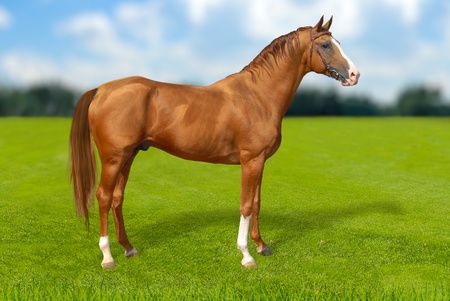  Red warmbllood horse on  summer green grass against blue sky with coulds, nature background  Collage  Illustrationの写真素材