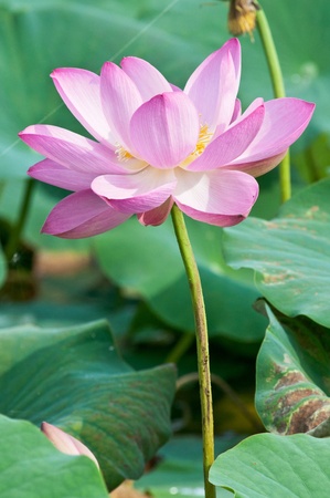 Komarov lotus relict Tertiary species  According to Hinduism the lotus is the foremost symbol of beauty prosperity and fertilityの写真素材