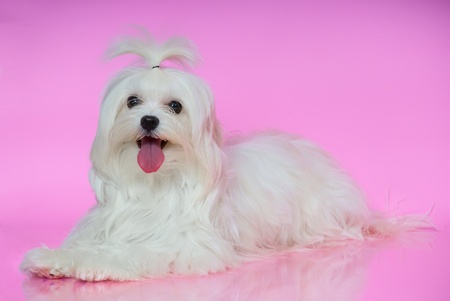 Cute white Maltese dog lies on smooth surface pink backgroundの写真素材