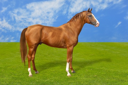 Red warmbllood horse on  summer green grass against blue sky with coulds, nature background  Collage  Illustrationの写真素材