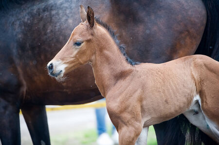 The two-day sports crossbred breed foal with his mother-mare walks in paddock on a rainy and cloudy dayの写真素材