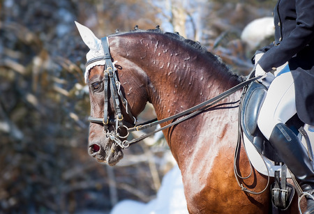 Equestrian sport - dressage head of sorrel horse on winter nature backgroundの写真素材