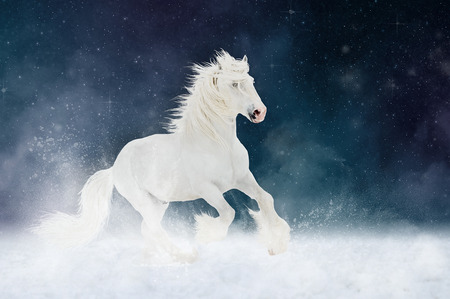 White Shire horse stallion runs gallop over star sky background, artの写真素材