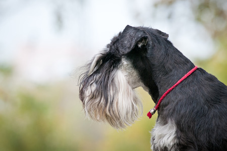 portrait of miniature schnauzer close up in summertimeの写真素材