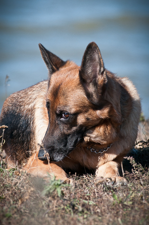 German shepherd lying in the dry grass on the beachの写真素材