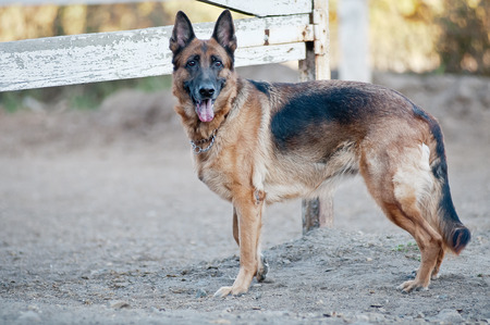 a dog enjoying the outdoors on a summer day vintage tonedの写真素材