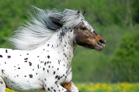 Appaloosa horse runing on the meadow in summer time close upの写真素材