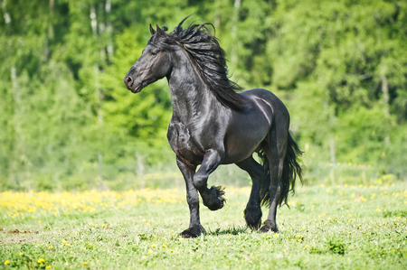 black Friesian horse gallops on the grass in the summer timeの写真素材